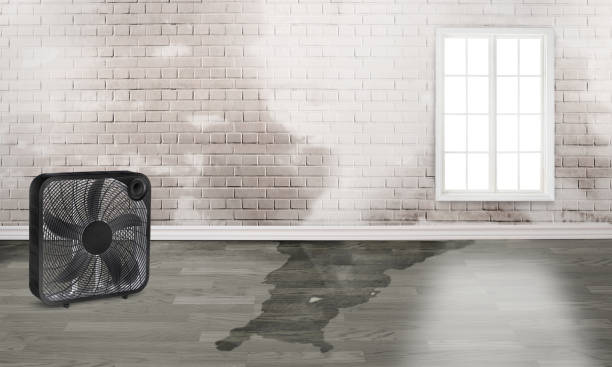 Best Carpet water damage restoration  in Summerfield, MD